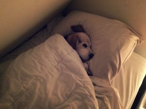 Asielhond Shailo viert feest!