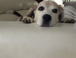 Asielhond Shailo viert feest!