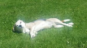 Asielhond Shailo viert feest